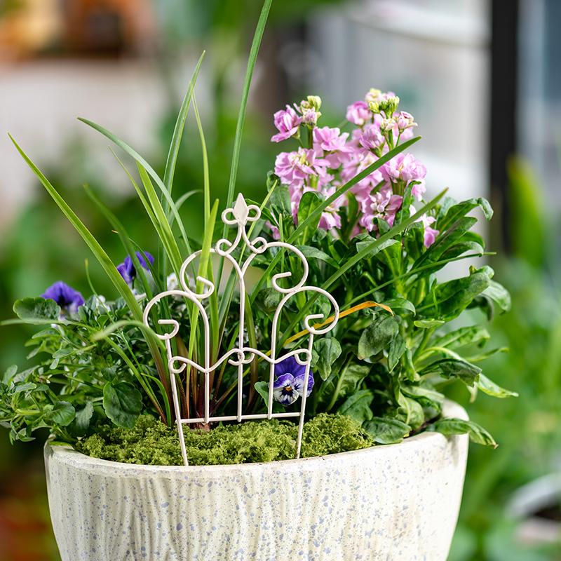 Оригинальный миниатюрный желез – обзор и цена Succulent Arrangement Mini