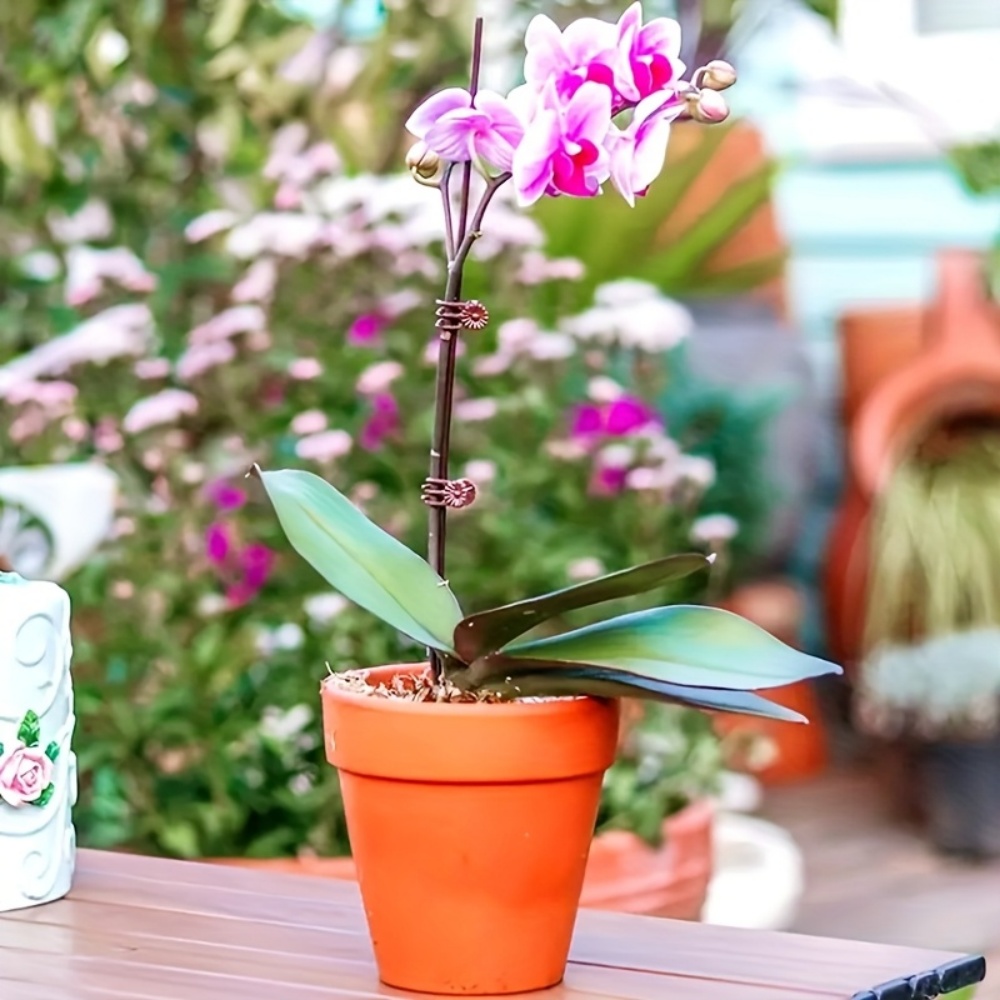 100 клипс для орхидей и вьющих – обзор и цена Plant Parenting