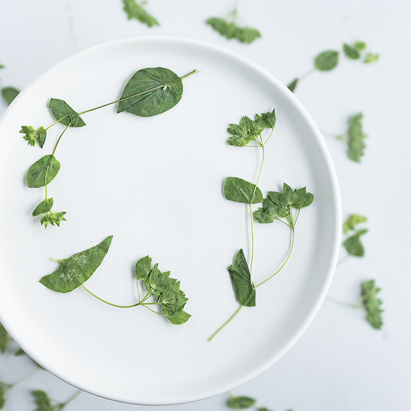 60 шт. сухоцветов в виде кроли – обзор и цена Plant Parent Sticker