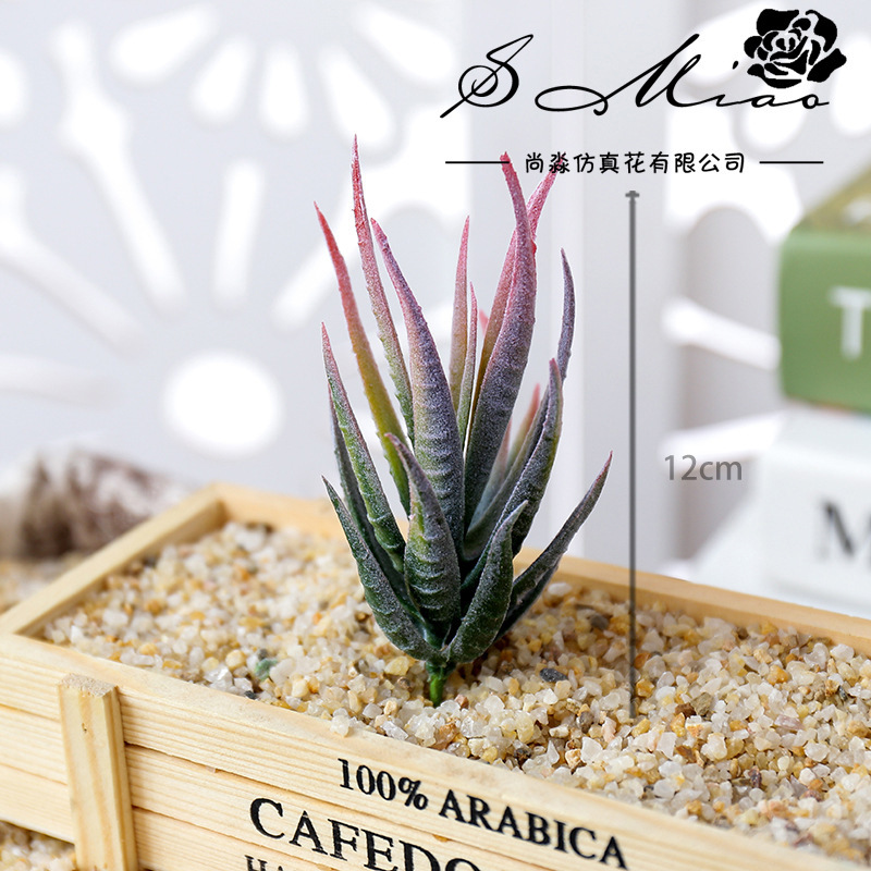 Wusmart Ban Ma Lu Hui Искусств – обзор и цена Succulent Arrangement Mini